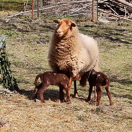 Homestay De Liresse *