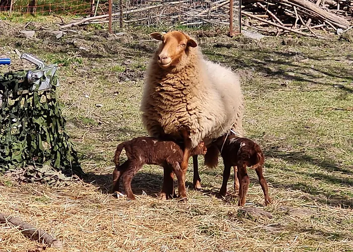 Ubytování v soukromí De Liresse *